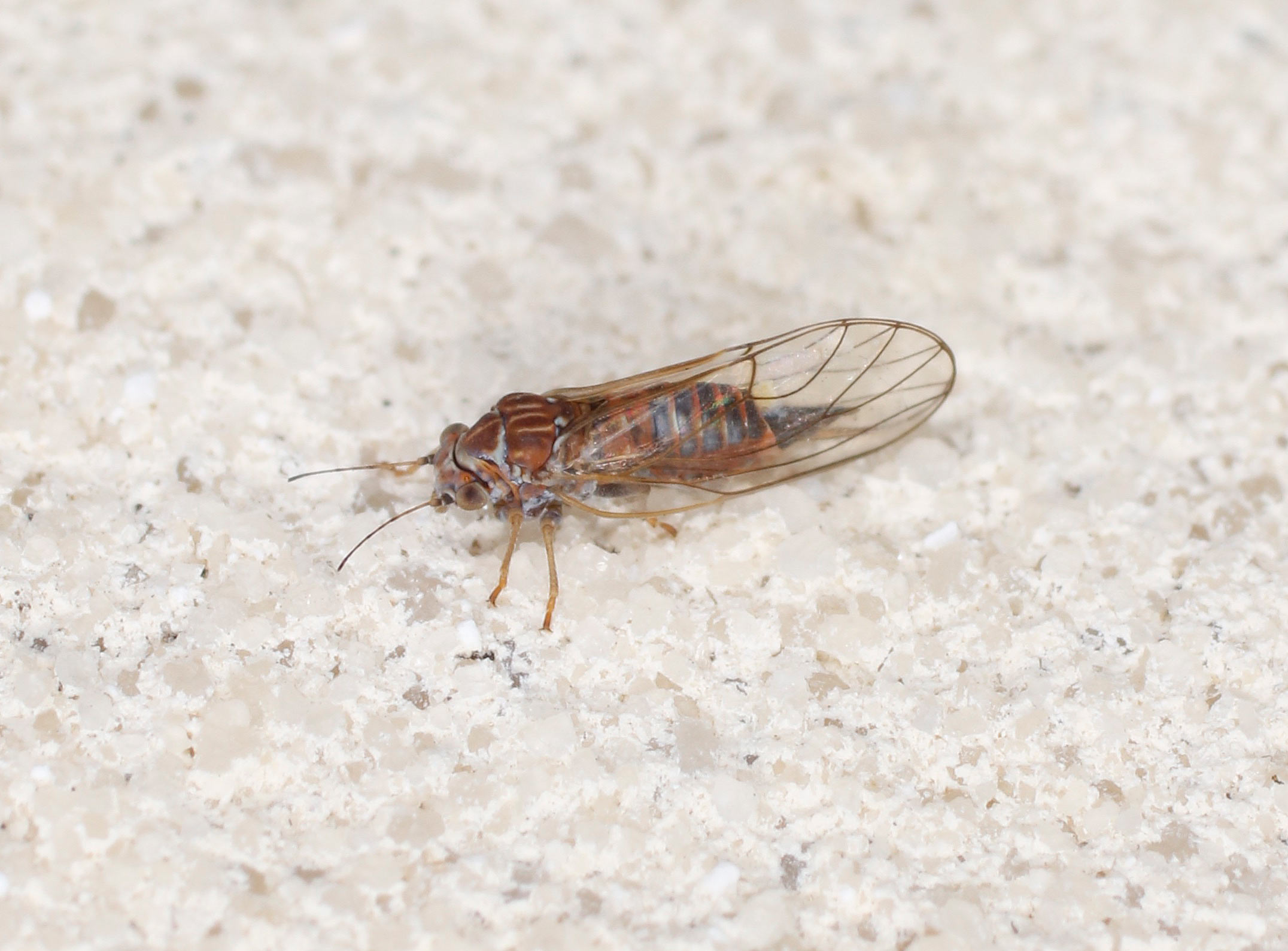 Psyllidae da ID